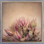 Blushing Brides Square 2 Art Print - 30 X 30CM Framed Canvas With Natural Wood Frame