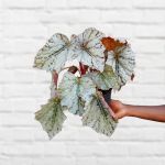 Begonia Rex - Silver Splash - 14CM Nursey Pot