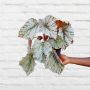 Begonia Rex - Silver Splash - 14CM Nursey Pot