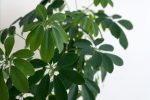Schefflera Arboricola 20LT Dwarf Umbrella Tree