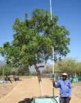 Nuxia Floribunda 1000LT