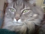 CAT Donate To Our Sanctuary