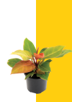Prince Of Orange Philodendron - 16CM
