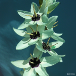 Ixia Viridiflora 2 Mature Bulbs. Rare And Indigenous.