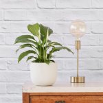 Peace Lily - In White Moon Planter 15CM