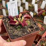 Venus Fly Trap 'la Grosse A Guigui.' Special Import. - 3 Years Or Older. 12CM Plastic Container.