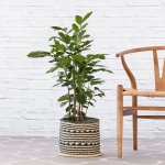 Natal Mahogany - 25CM In 30CM Mimi Basket