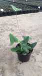 Heart Leaf Fern 14CM Pot