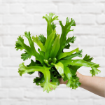 Bird's Nest Fern Crissie - 19CM Nursery Pot
