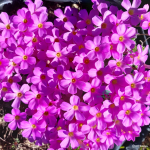 Oxalis Hurta 5 Bulbs. Rare And Indigenous.