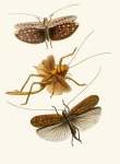 The Cabinet Of Oriental Entomology Pl Xvii 1848 Art Print - A3
