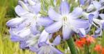 Agapanthus Bi-colour 12CM Pot