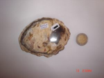 Petrified Wood Stone Slice SSP2922