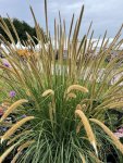 Pennisetum ‘macrourum’ Grass 4LT