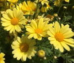 Argyranthemum Frutescens 17CM Pot Yellow