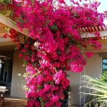 Set Of 6 Lifelike Artificial Bougainvillea Branches - High Antioxidant Real Touch Faux Flowers For Home & Garden Decor Perfect F