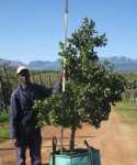 Curtisia Dentata 200LT