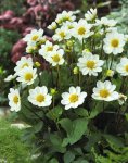 Dahlia Top Mix – “white” Bulbs