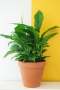 Peace Lily - 20CM