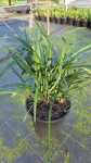 Liriope Muscari ‘evergreen Giant’ 20CM Pot