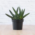 Mother In Law's Tongue - Starfish - In 14CM Nursery Pot 3 Plants Per Pot