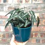 Elephants Ear - Polly - In Gloss Teal Ceramic Planter