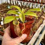 Tropical Pitcher Nepenthes 'spathulata X Spectabilis'