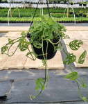 Swiss Cheese Monstera 20CM Hanging Basket