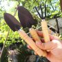 3pcs Succulent Gardening Tool Set Wooden Handle Mini Iron Shovel Trowel Rake Combo For Potted Plants Home Gardening Flower Soil Loosening Equipment 5.5cm/2.17in 4cm/1.57in
