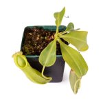 Tropical Pitcher Nepenthes 'tootles' - Older Plant In 21CM Hanging Basket