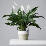 Peace Lily 15 Cm