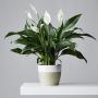 Peace Lily 15 Cm