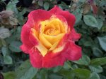 Garden Flame Korvibaex P Rose 5LT