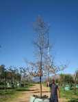Turkey Oak Tree 1000LT