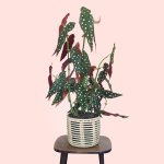 Polka Dot Begonia - Large - In Shishi Basket A Grade