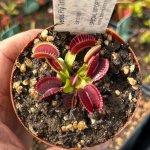 Venus Fly Trap 'sandokan.' Special Import. - 3 Years Or Older. 12CM Plastic Container.
