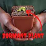 Venus Fly Trap 'G16' - 2 Year Old Plant. 7.5CM Plastic Container.