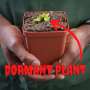 Venus Fly Trap 'G16' - 2 Year Old Plant. 7.5CM Plastic Container.