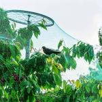 GREE N Nylon Bird & Insect Protection Netting 2-10M - Ideal For Vegetable Gardens Grape Vines And Pond Covers