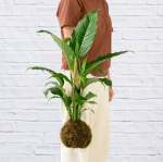Peace Lily Sebastian Mossball