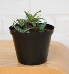 Silver Squill - 9CM Nursery Pot