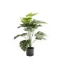 - Megapode Monster Plant In Pot 66CM