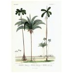 Iriartea Attalea Print