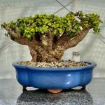 Portulacaria Afra "spekboom" - PXL07 360MM L X 310MM D X 260MM H