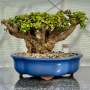 Portulacaria Afra "spekboom" - PXL07 360MM L X 310MM D X 260MM H