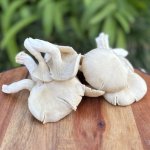 Organic Oyster Mushrooms Heirloom Foods
