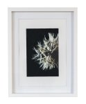 Dandelion Natural I - A4