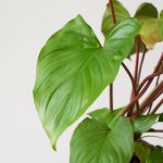 Homalomena Maggy - 12CM Nursery Pot Small Plant