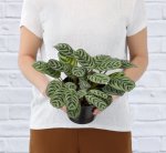 Calathea Peacock - In 14CM Nursery Pot
