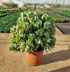 Crassula - Blue Hale - 23CM Nursery Pot